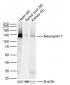 Neuropilin-1 Recombinant Rabbit mAb